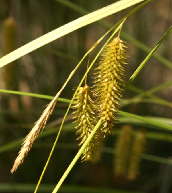 Carex fascicularis